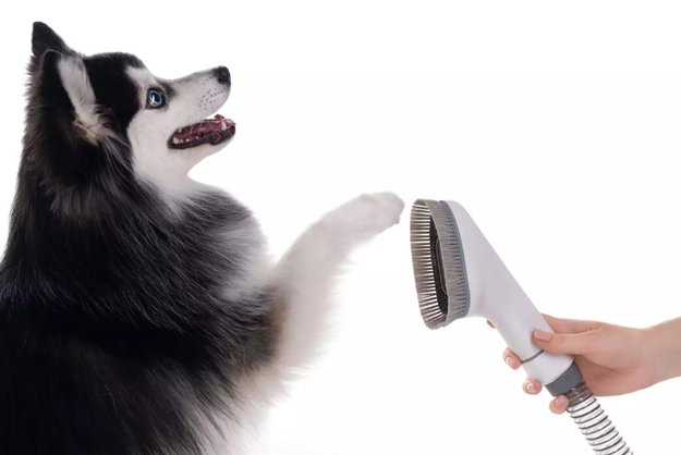 Пылесос для груминга Haier PetPure M Pro (preview 8)