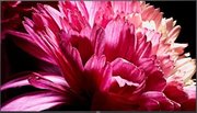Телевизор Сони KD-75XG9505 фото 3 в Челябинске Телевизор Sony KD-75XG9505 фото 3 в Челябинске
