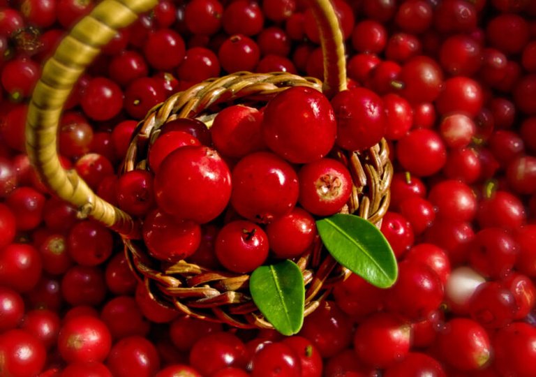 Можно ли, как и сколько хранить бруснику в холодильнике