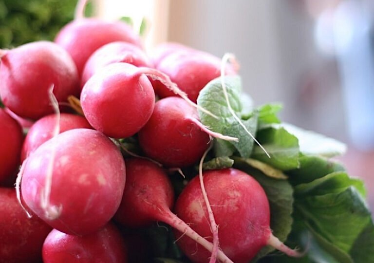 Можно ли, как и сколько хранить редиску в холодильнике